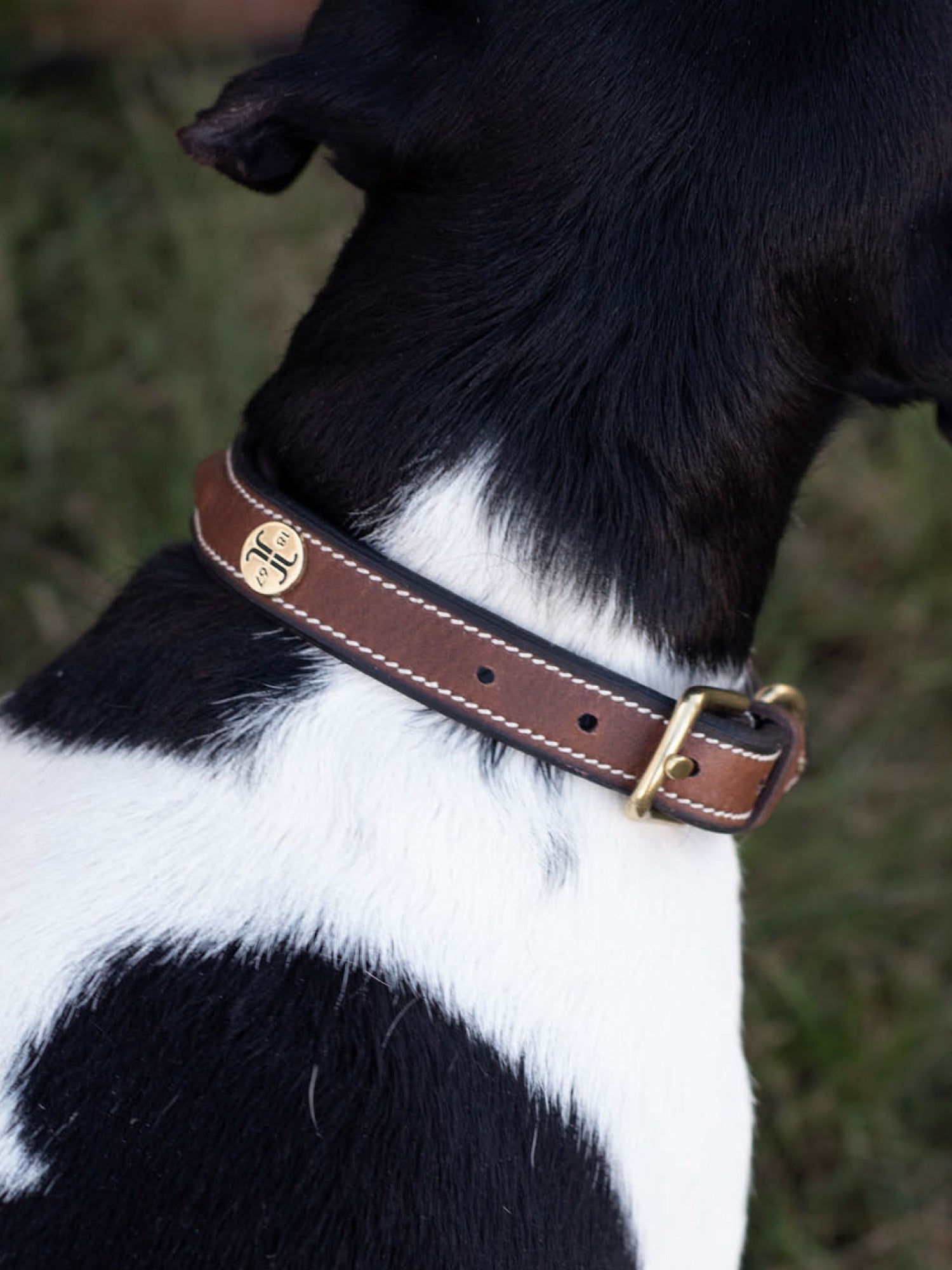 Jacson Arezzo Dog Collar 45cm